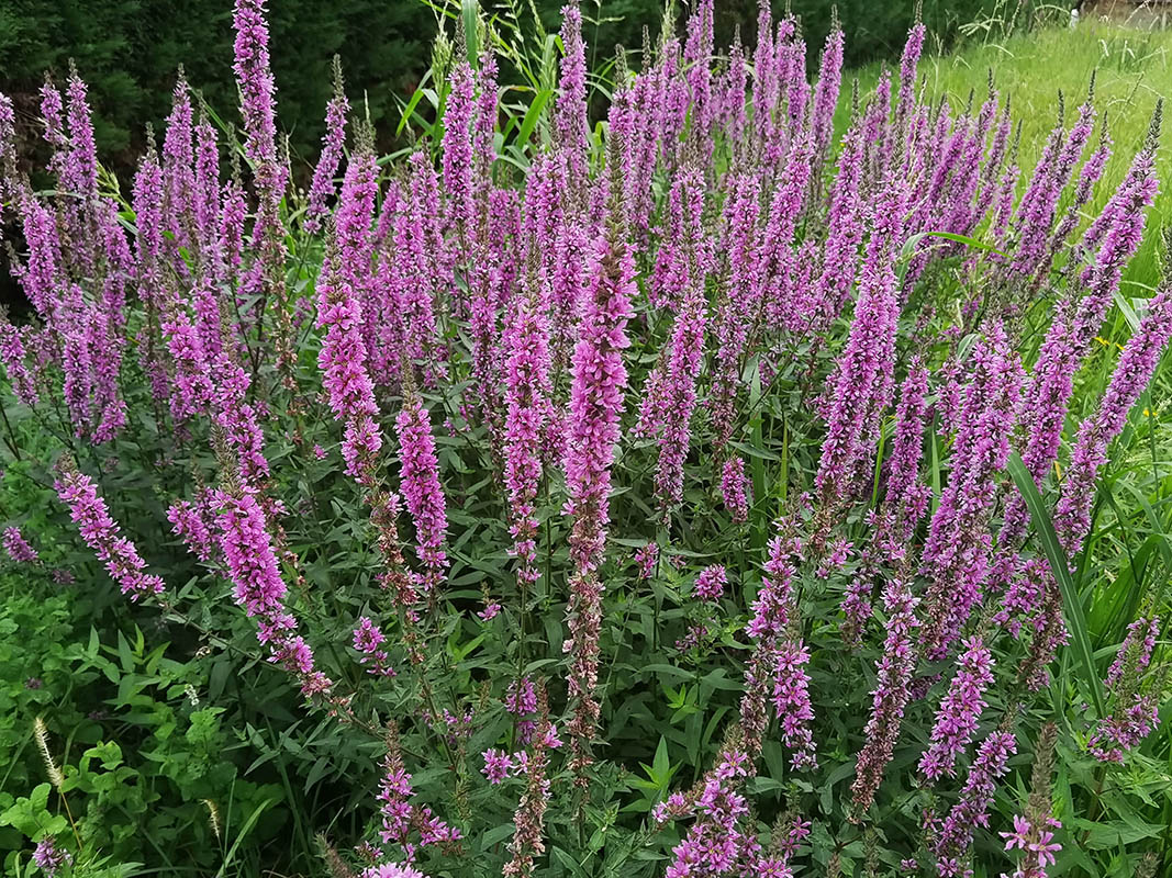 Lythrum salicaria 2
